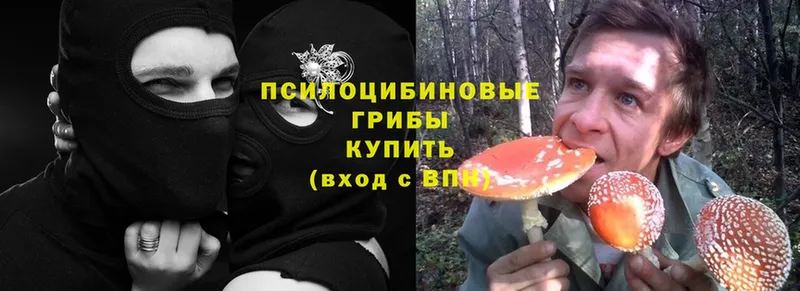 Галлюциногенные грибы Psilocybine cubensis  Полярные Зори 